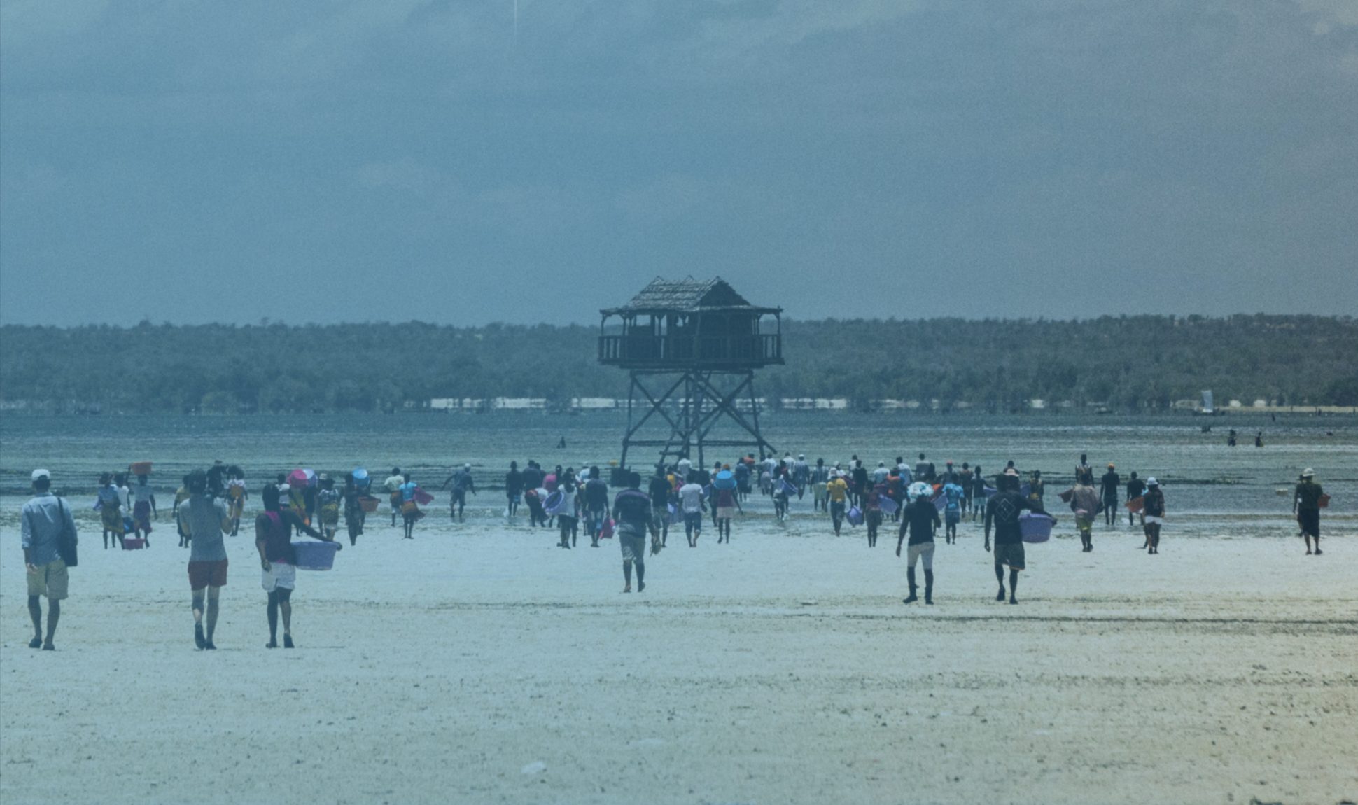 Aerial drone view of sea cucumber grow-out pens with guard hut at low tide