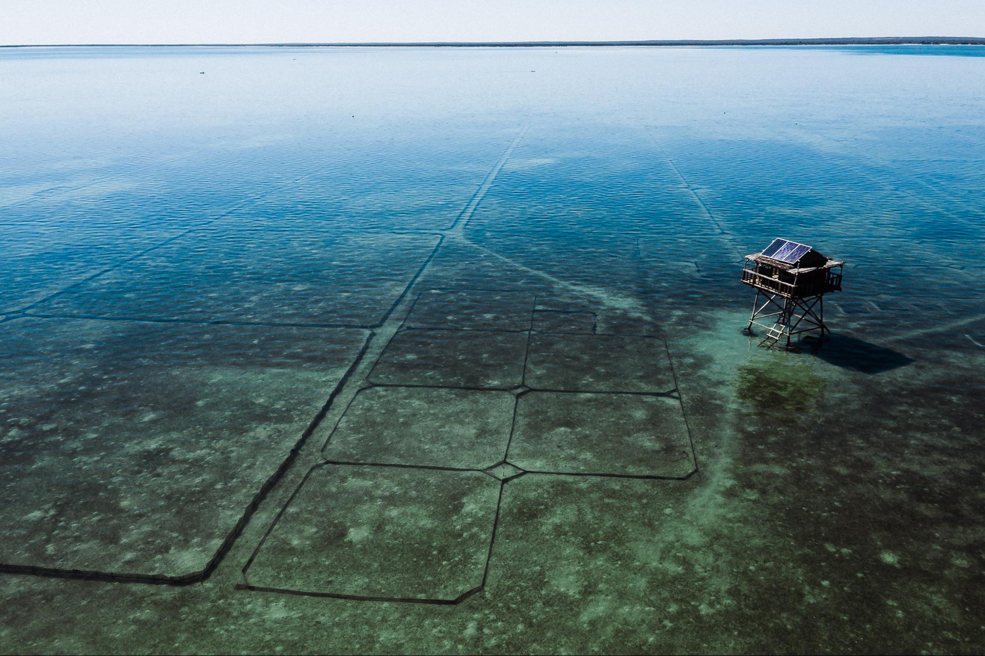 Community members walking to sea cucumber harvest at low tide in Zanzibar