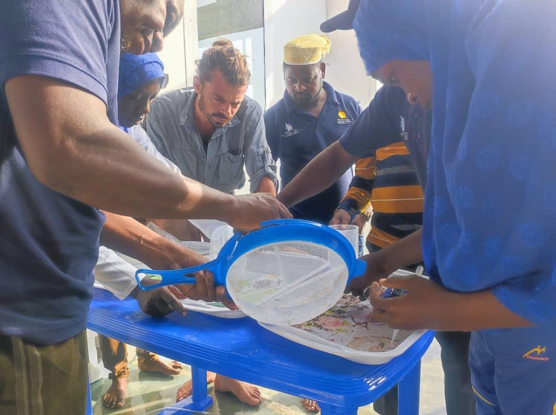 Sea cucumber hatchery work