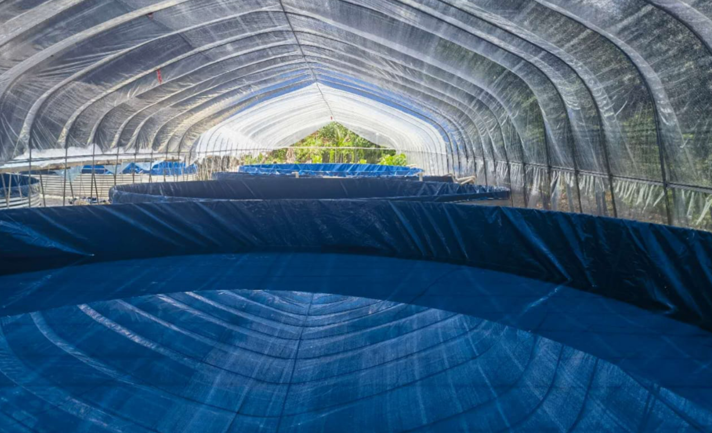 Sea cucumber grow-out tanks