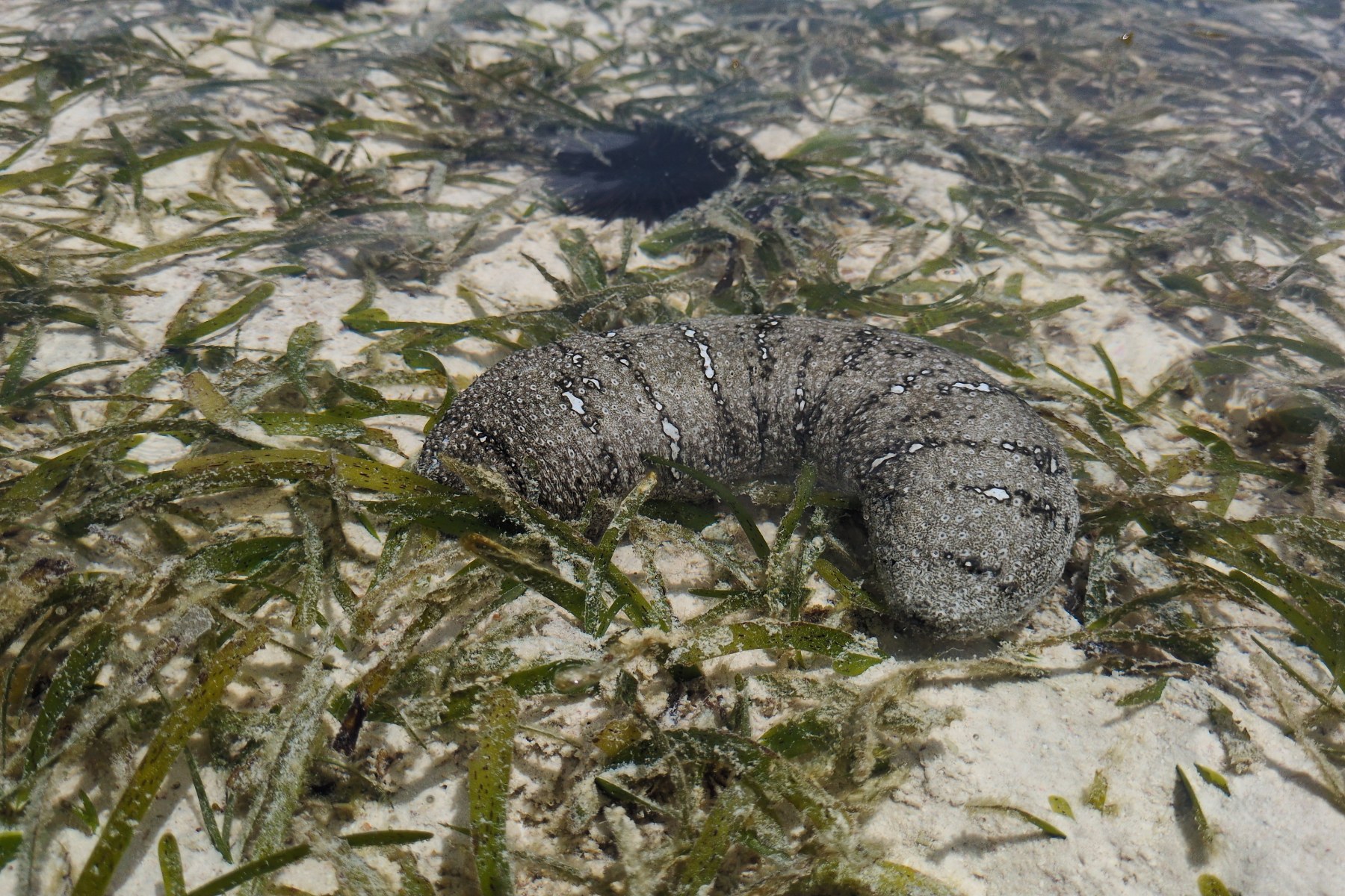 Sandfish, Holothuria scabra