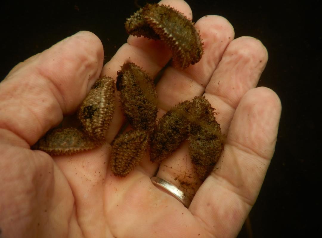 Holothuria scabra juveniles