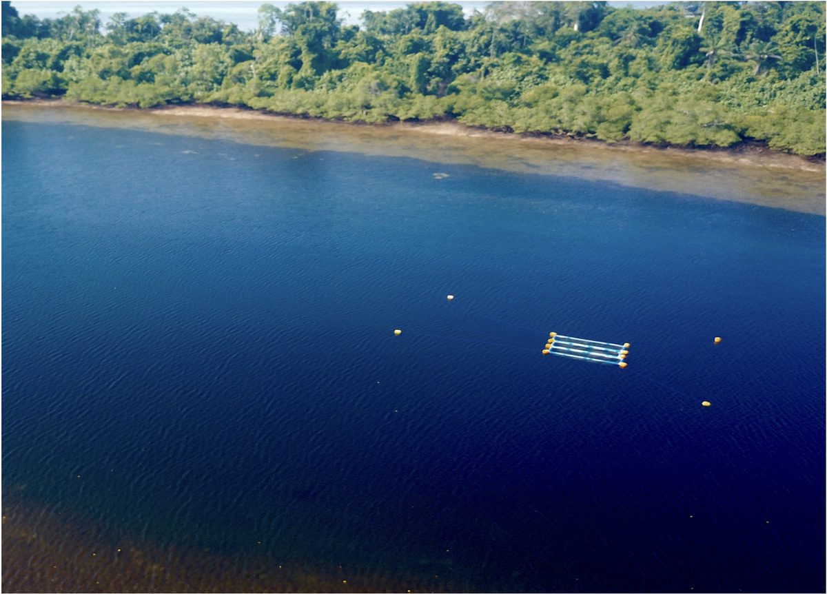 Sea cucumber nursery production