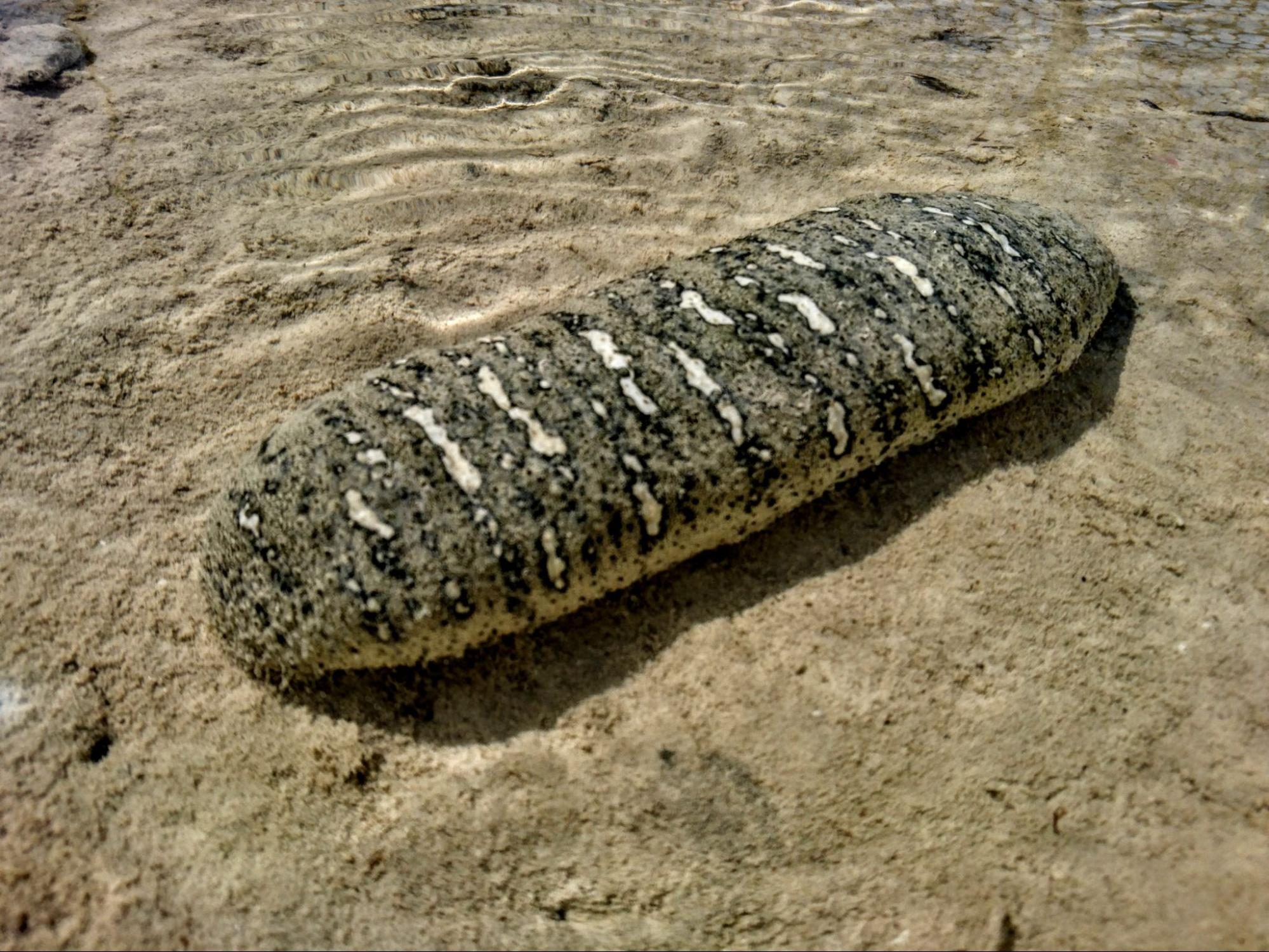 Holothuria scabra sandfish sea cucumber in shallow seagrass habitat, Zanzibar