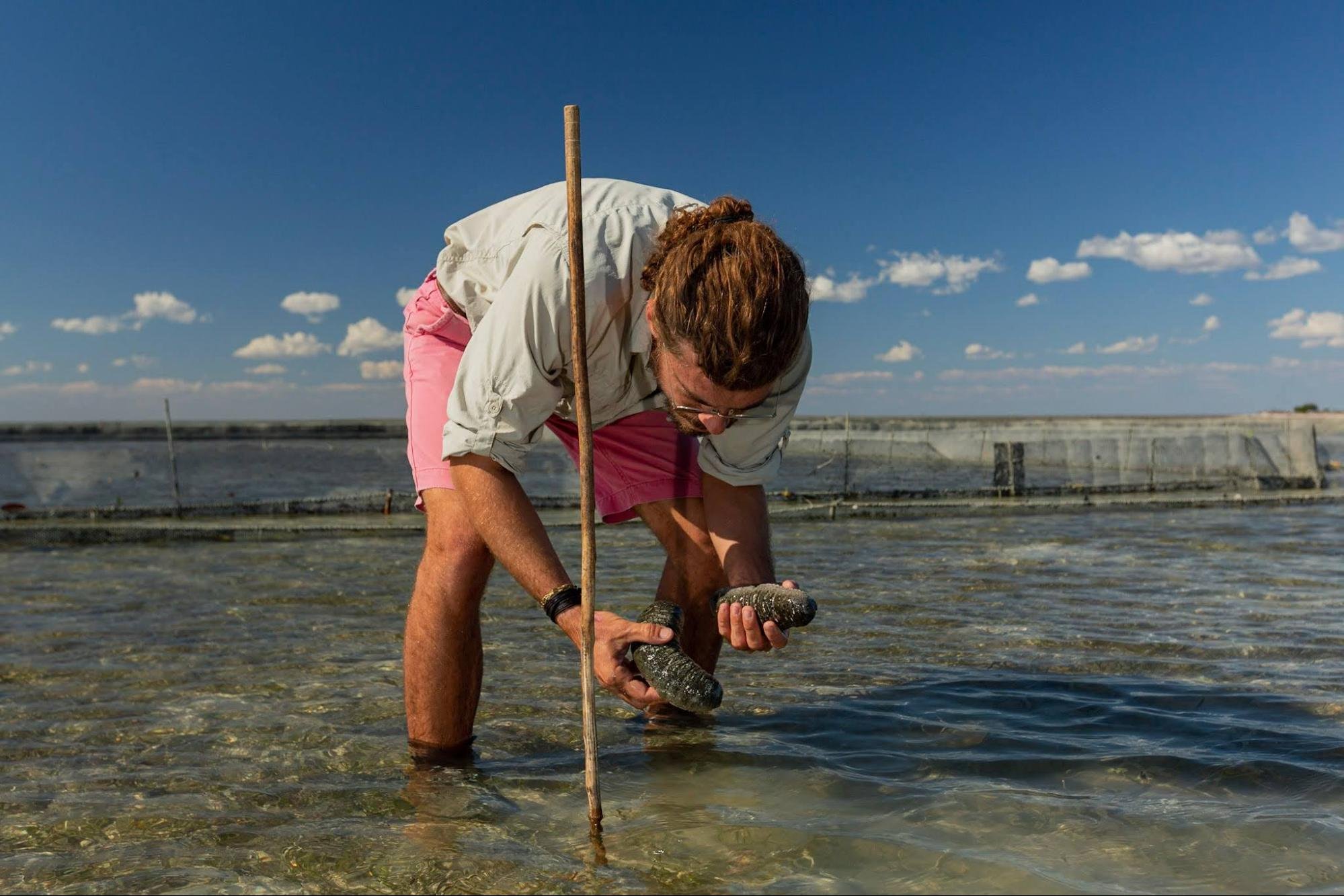Timothy Klückow inspecting sea cucumber quality